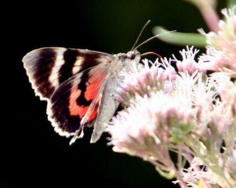 catocala romi 4 sept  2010 024.jpg
