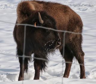 Si tu croises un bison en colère, ne cours pas, propose-lui plutôt une bière