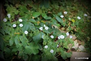 En ce moment, je suis au ralenti, le jardin me semble par...