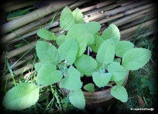 En ce moment, je suis au ralenti, le jardin me semble par...