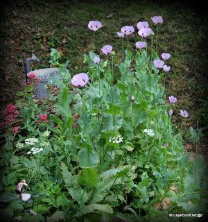En ce moment, je suis au ralenti, le jardin me semble par...