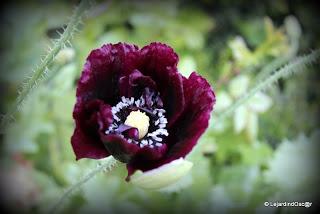 En ce moment, je suis au ralenti, le jardin me semble par...