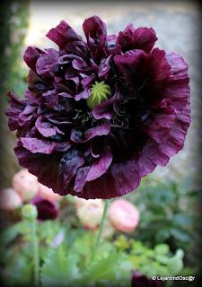 En ce moment, je suis au ralenti, le jardin me semble par...