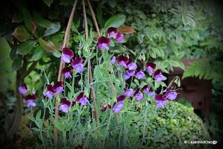 En ce moment, je suis au ralenti, le jardin me semble par...