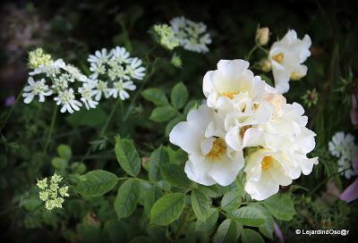 En ce moment, je suis au ralenti, le jardin me semble par...