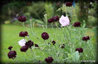 En ce moment, je suis au ralenti, le jardin me semble par...