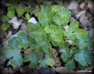 En ce moment, je suis au ralenti, le jardin me semble par...