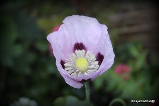 En ce moment, je suis au ralenti, le jardin me semble par...