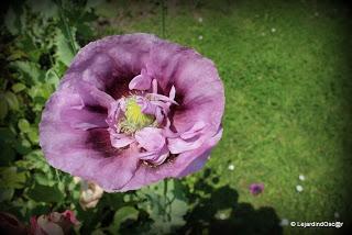 En ce moment, je suis au ralenti, le jardin me semble par...