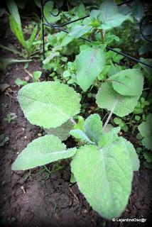 En ce moment, je suis au ralenti, le jardin me semble par...