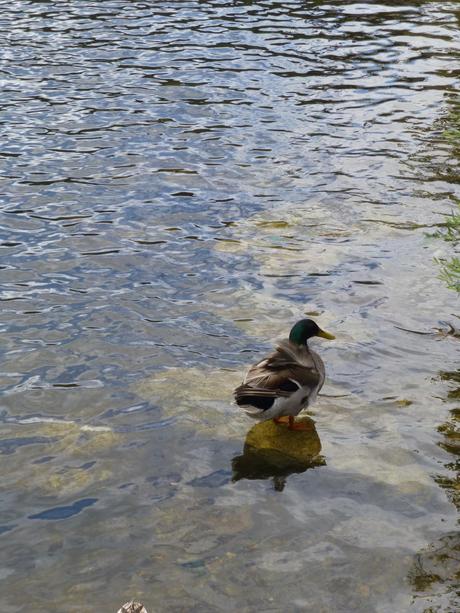 Lot juin 2013 (1928)