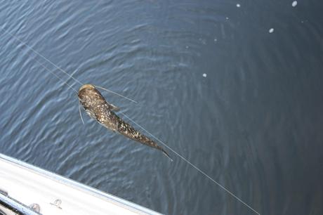 Lot juin 2013 (1914)