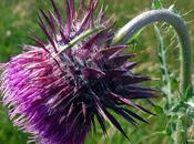 Carduus nutans (Chardon penché)