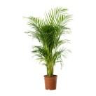 chrysalidocarpus-lutescens-plante-en-pot__67424_PE181267_S4.jpg