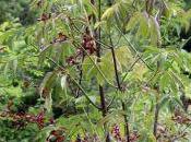 Sambucus canadensis, plante aquatique
