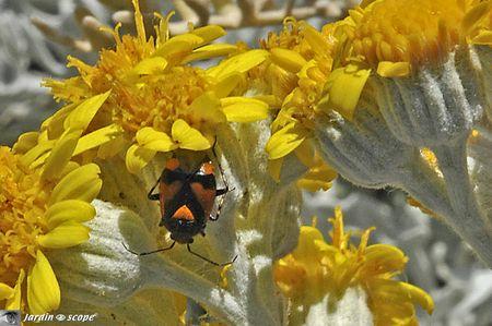 Deraeocoris-schach-3