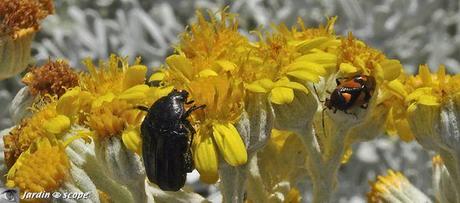 Deraeocoris-schach-2