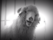 Spark Master Tape Half Nepal