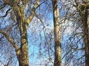 jardin géorgien l'époque Jane Austen