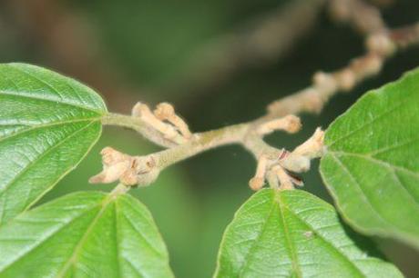 4 hamamelis arnold romi 4 août 2013 004.jpg