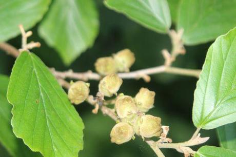 1 hamamelis arnold romi 4 août 2013 008.jpg