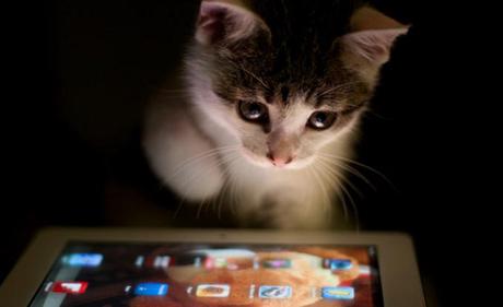 iPad: Apple attend le second semestre afin d'être mieux positionné face à ses concurrents pour les fêtes de fin d'année...