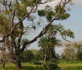 Accaparement des terres africaines : une interview éclairante...