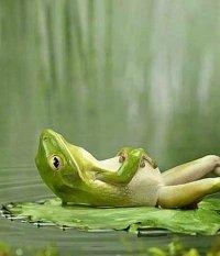 grenouille-relax.jpg