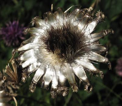 Deux aspects de la Centaurée scabieuse (Centaurea scabiosa)