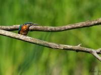 Madame Martin-pêcheur à l’affût….