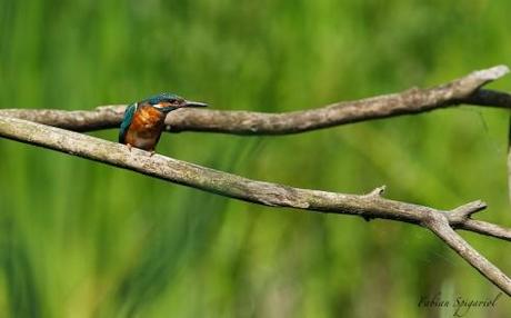 Madame Martin-pêcheur à l'affût….