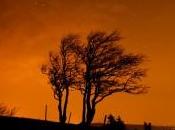 arbre soufflés nuit sous ciel étoilé…