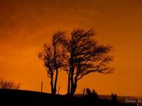 Un arbre soufflés par la nuit sous un ciel étoilé…