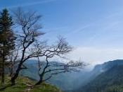 Arbres bordant cirque Creux-du-Van.
