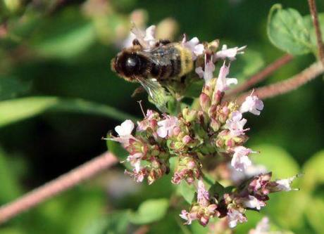 origanum 26 juillet 2013 015.jpg