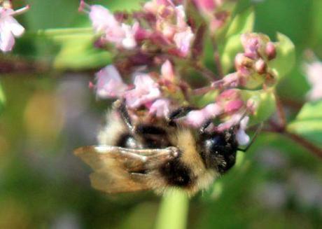 origanum 26 juillet 2013 036.jpg