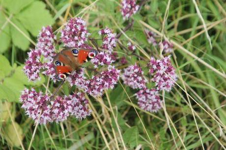 r2 origan romilly 16 juil  2012 051 (3).jpg