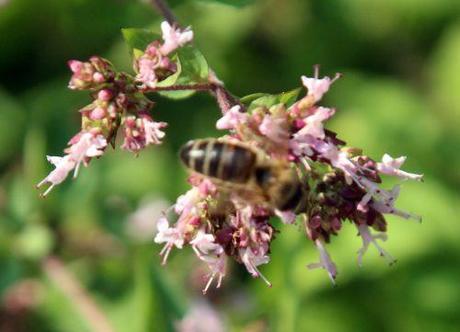 origanum 26 juillet 2013 002.jpg