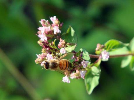 origanum 26 juillet 2013 003.jpg