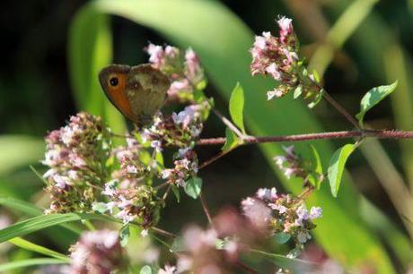 origanum 26 juillet 2013 011.jpg