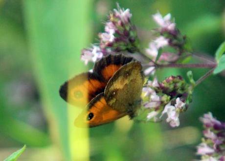 origanum 26 juillet 2013 018.jpg