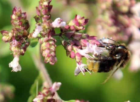 origanum 26 juillet 2013 031.jpg