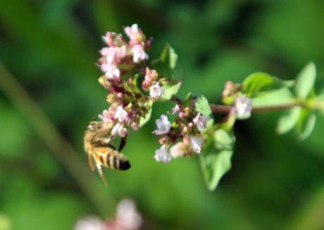 origanum 26 juillet 2013 004.jpg