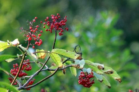 5 sibirica romi 13 juillet 2013 011 (2).jpg