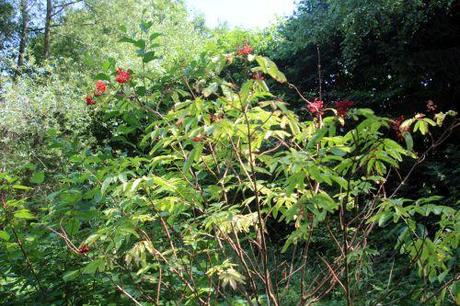 3 sibirica romi 14 juillet 2013 099.jpg