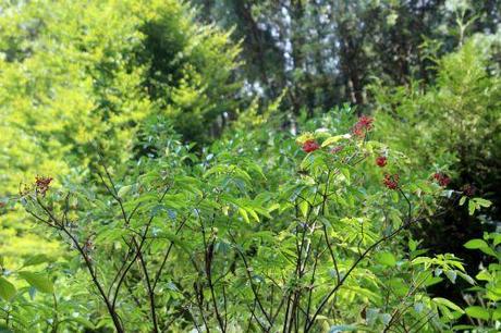 2 sibirica romi 13 juillet 2013 011 (1).jpg