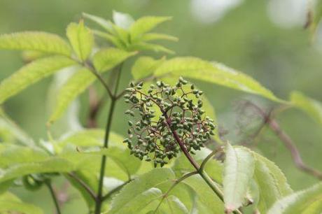 1 sibirica romi 12 juin 2013 068.jpg