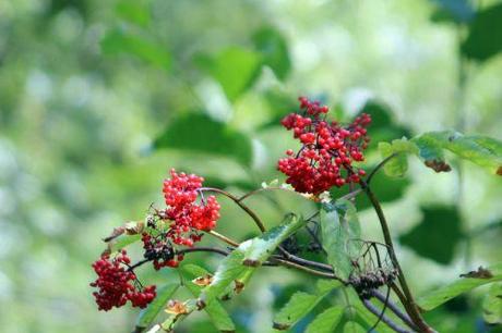 4 sibirica romi 14 juillet 2013 101.jpg