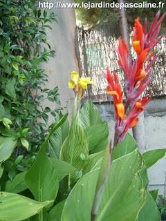 Canna Indica jaune