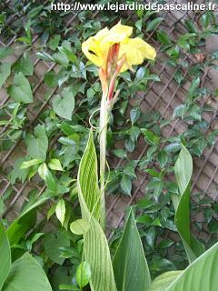 Canna Indica jaune
